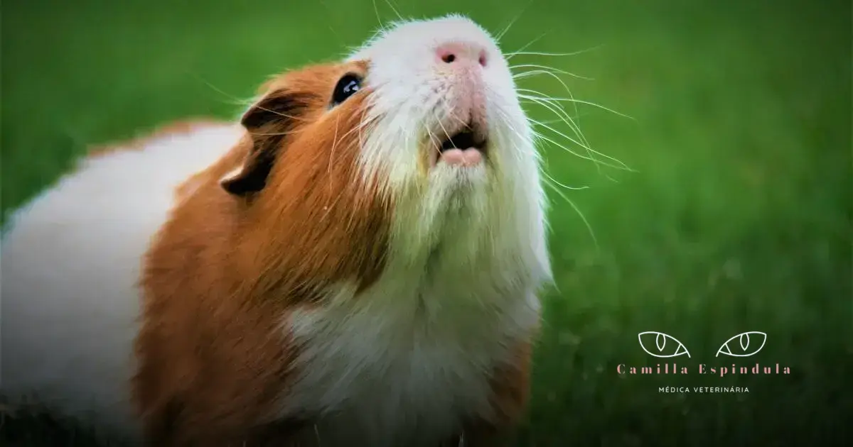 oftalmologia veterinária em arauama e região dos lagos