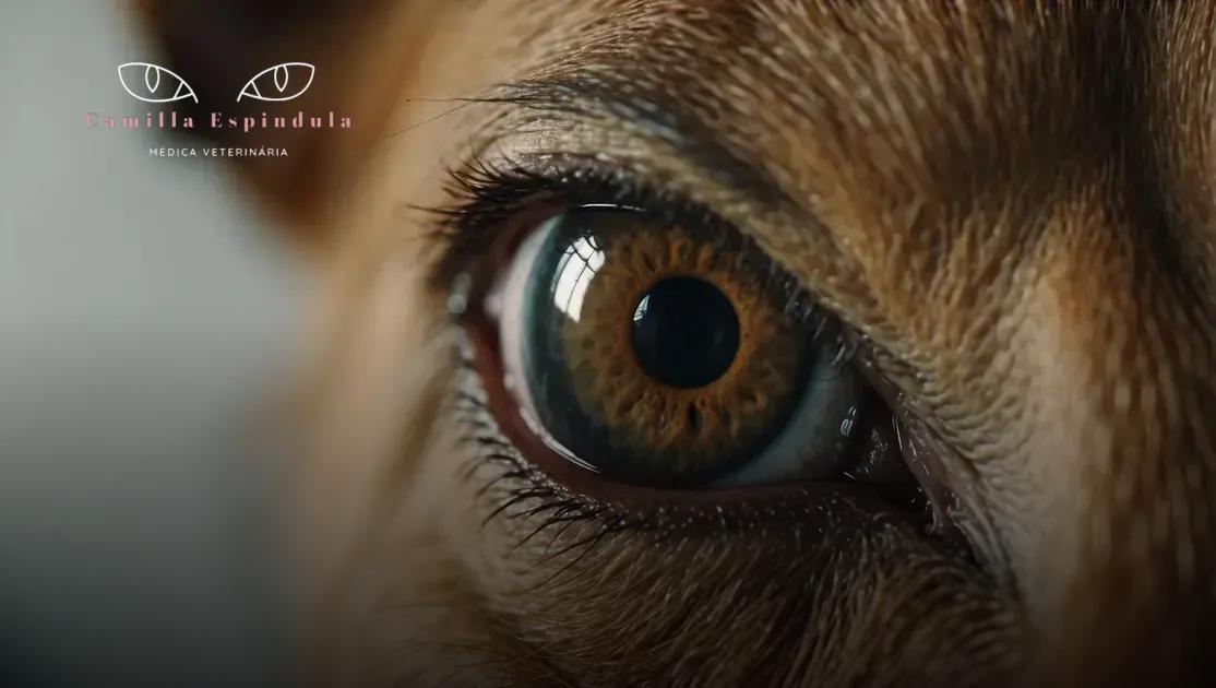 Úlcera de Córnea em Cães: 5 Tratamentos que Devolvem a Saúde Ocular