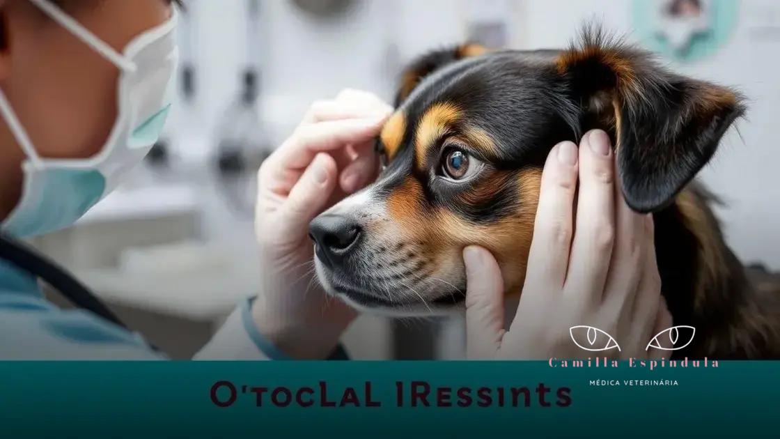 Como prevenir problemas oculares em cães