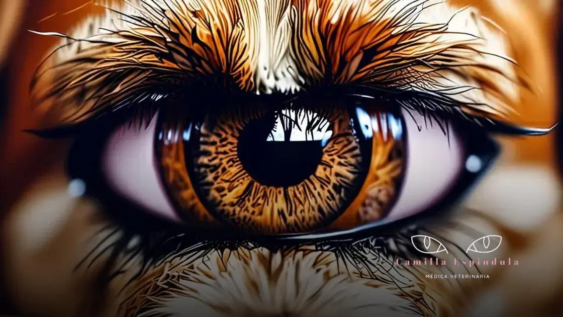 Como tratar úlcera de córnea em cães: dicas essenciais para a saúde ocular