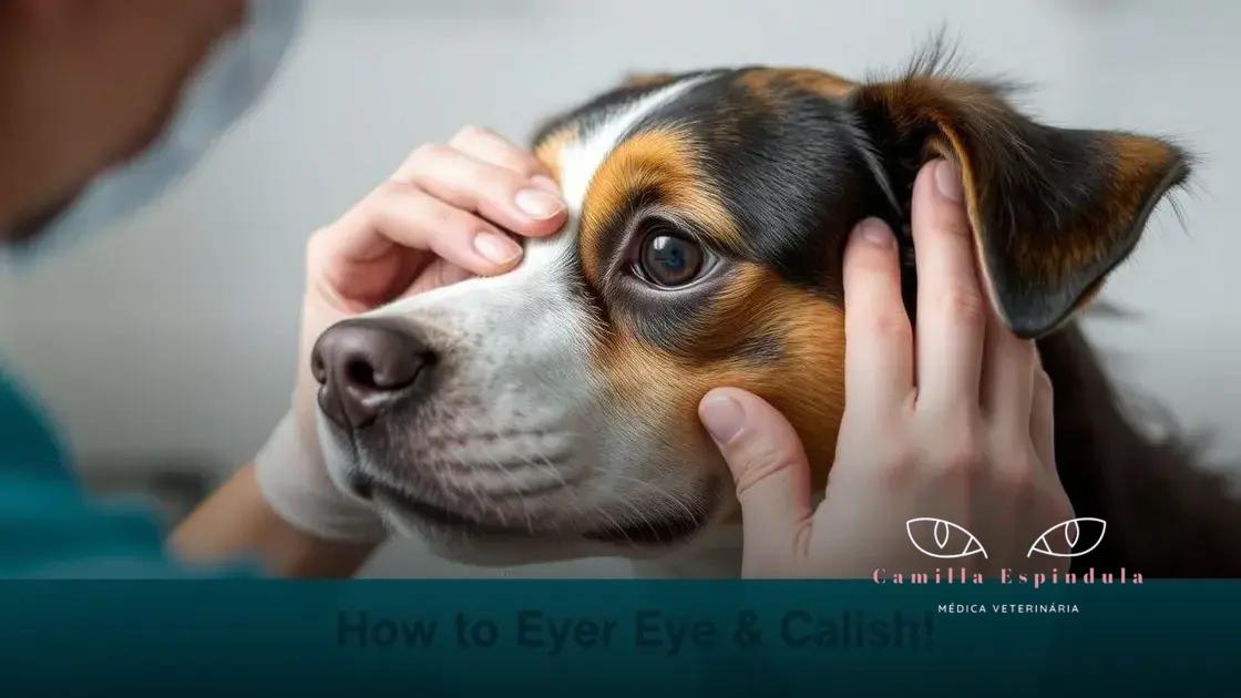 Cuidados para a saúde ocular do seu pet