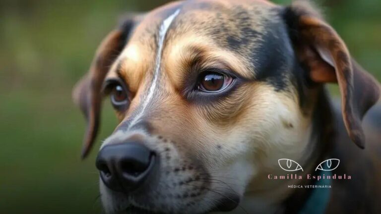 6 sinais de que seu cachorro pode estar com conjuntivite