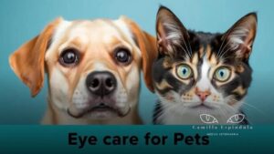 Como tratar blefarite em pets e garantir o bem-estar deles