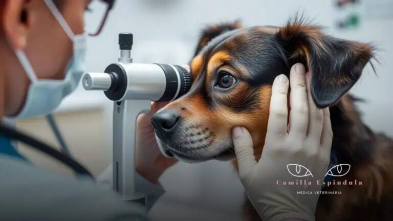 4 razões para consultar um oftalmologista veterinário regularmente