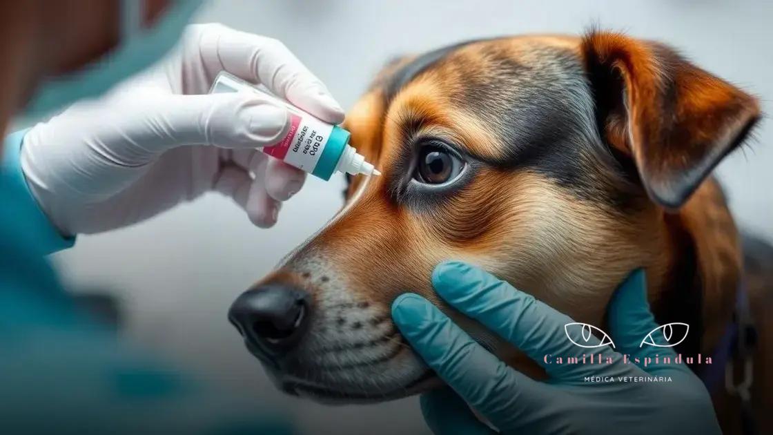 Tratamentos disponíveis para glaucoma em cães