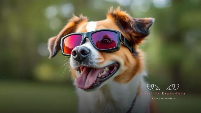 Como evitar traumas oculares em animais de estimação e garantir saúde