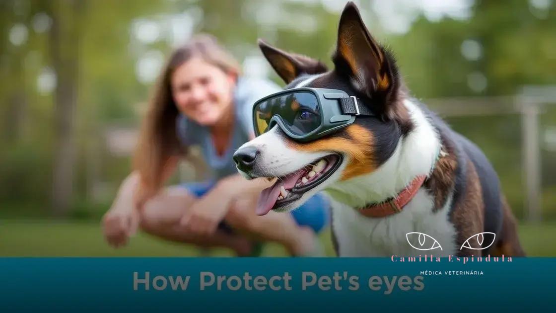 Como proteger os olhos do seu animal durante atividades