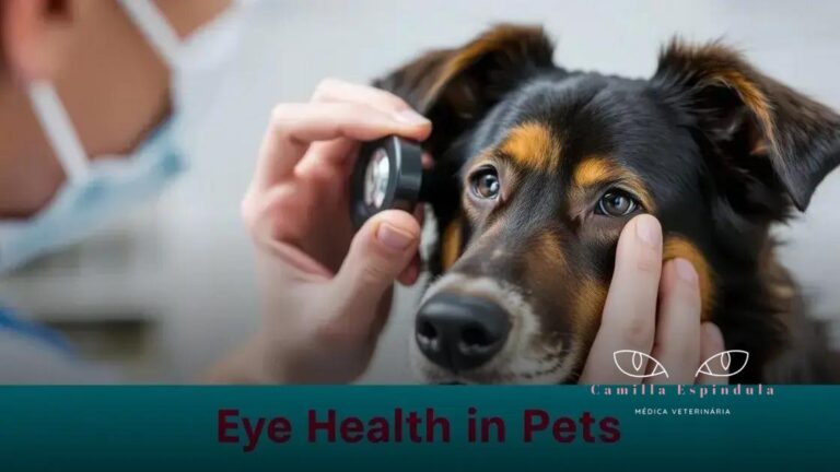 6 sintomas de glaucoma em pets: identifique precocemente e cuide