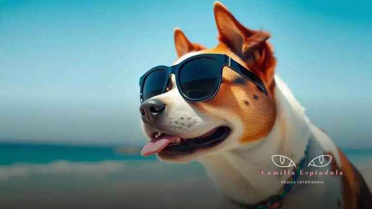 Como proteger os olhos do seu pet durante o verão? Dicas essenciais
