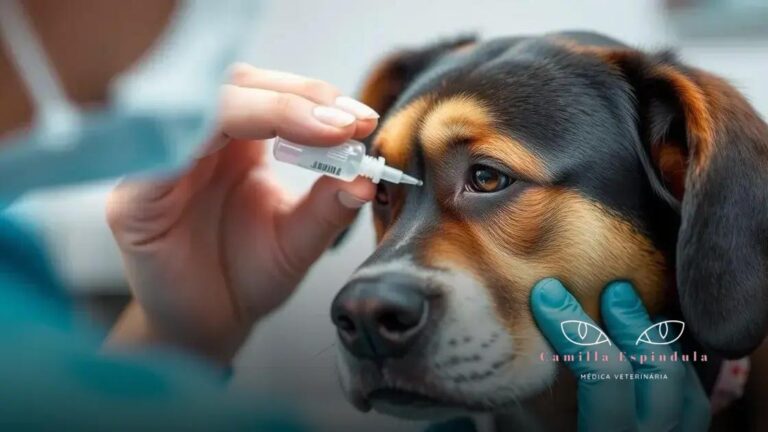 colírios indicados para ceratoconjuntivite seca em cães: cuidados e opções que você deve conhecer