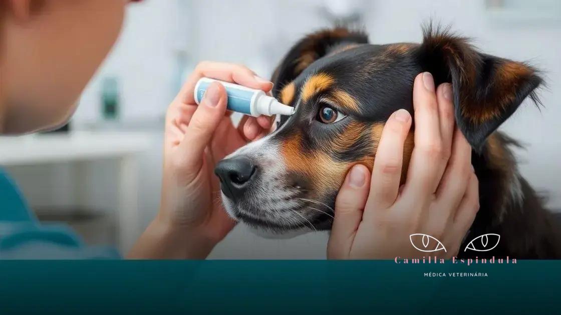 Como aplicar os colírios corretamente no seu cão
