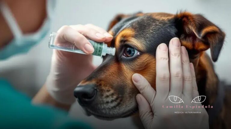 posso usar soro fisiológico nos olhos do pet? cuidados importantes que você precisa saber