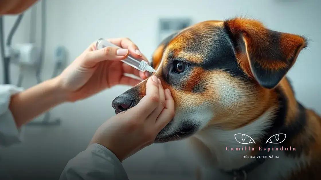 quando é seguro usar colírio humano no cachorro