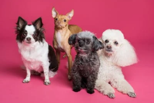 Como cuidar da visão de pets idosos