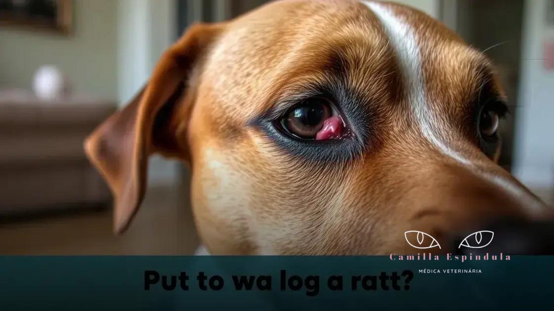ceratoconjuntivite seca cães: sintomas, tratamento e cuidados essenciais