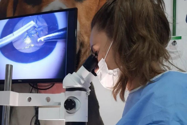Oftalmologia veterinária em Cabo Frio