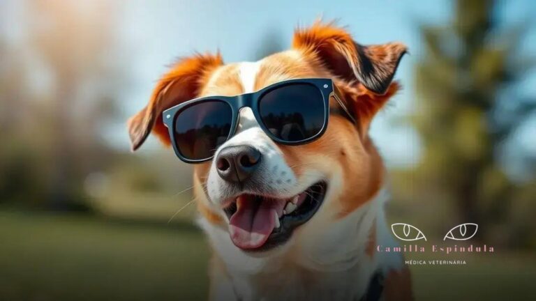 óculos de sol para cães: proteja os olhos do seu pet com estilo e conforto