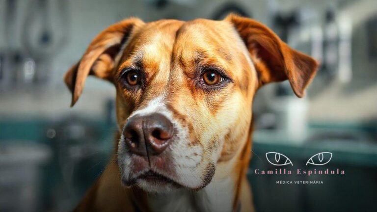 Cachorro piscando muito o olho: entenda causas e saiba o que fazer rápido