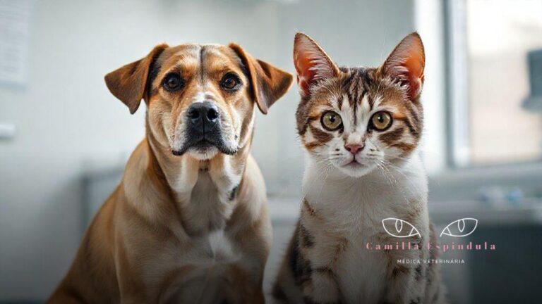 Cegueira súbita pet: causas, sintomas e cuidados que podem salvar a visão