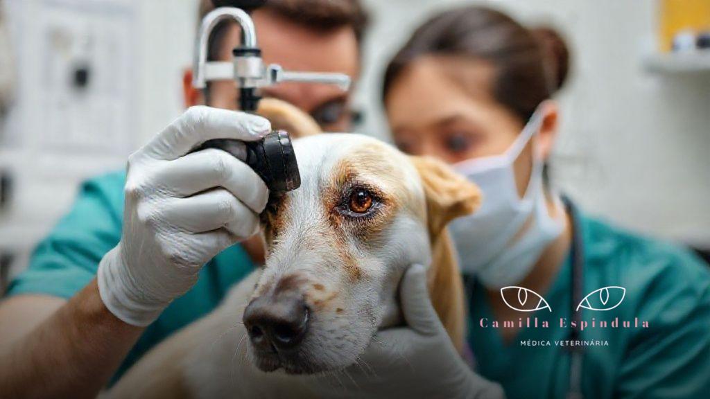 Conclusão: a importância do cuidado especializado Conclusão: a importância do cuidado especializado