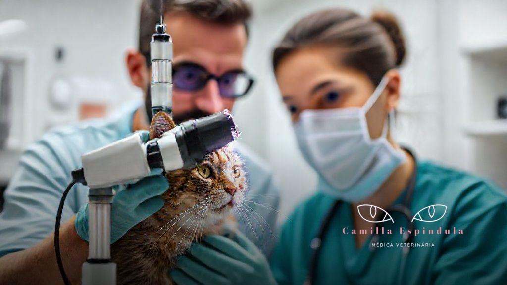 Conclusão: cuidar da visão do seu gato é essencial para a qualidade de vida