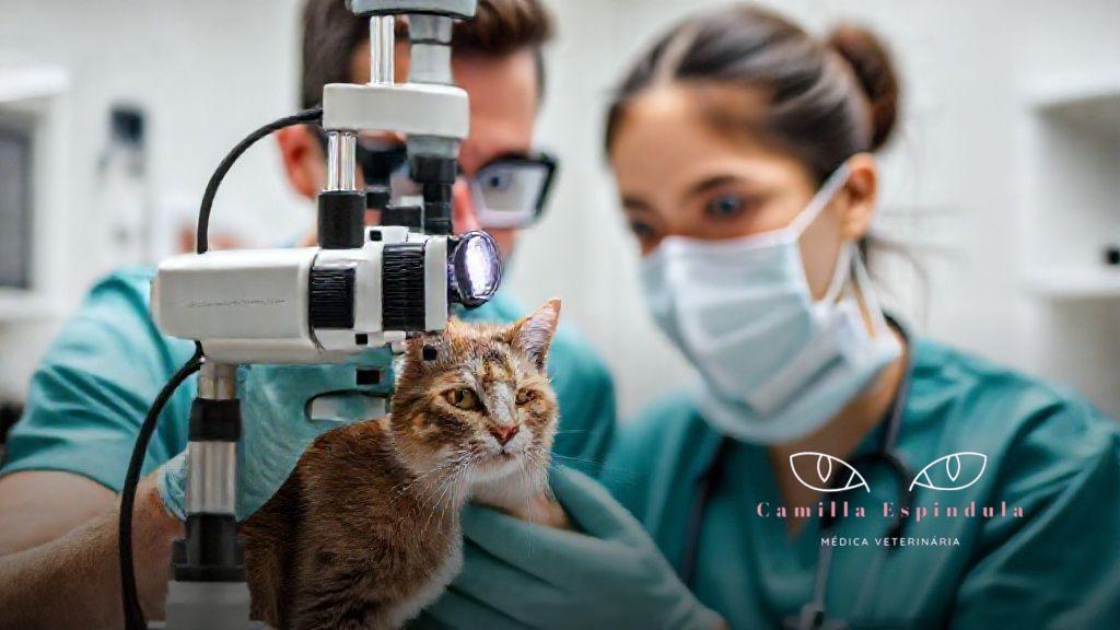 Conclusão: cuide da visão do seu gato para garantir qualidade de vida