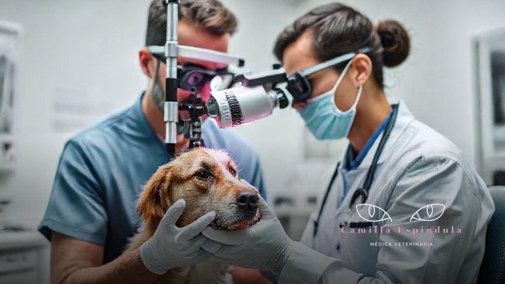 Conclusão Conclusão