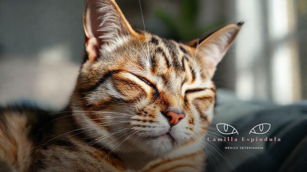 Meu gato não abre o olho o que fazer urgente: guia completo para tutores preocupados