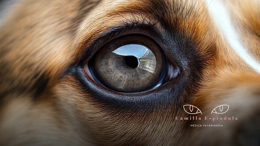 Causas comuns da protrusão da terceira pálpebra Causas comuns da protrusão da terceira pálpebra