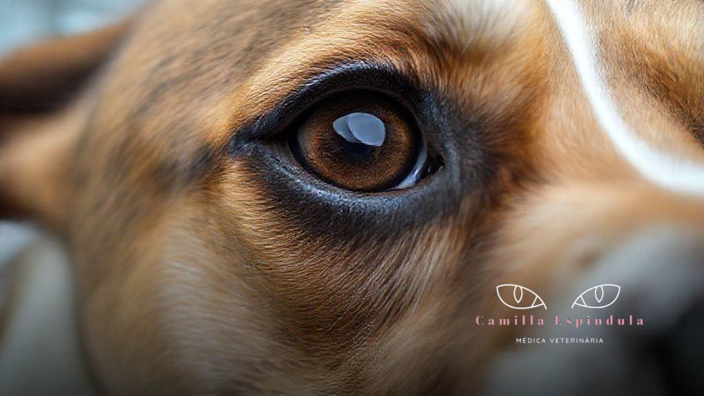 Diagnóstico preciso e exames fundamentais