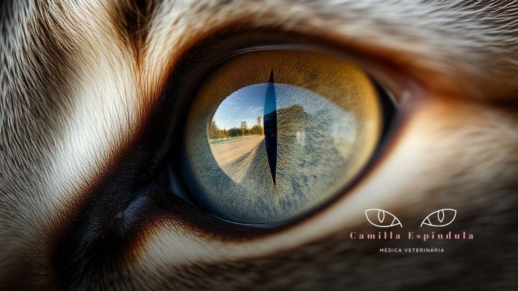 Sintomas associados e sinais de alerta para tutores