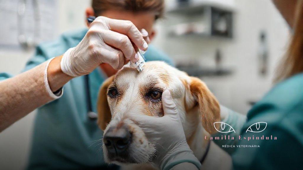 Conclusão: cuidando da visão e bem-estar do seu pet