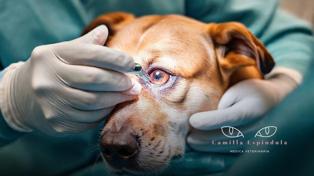 Conclusão: a importância da atenção e do acompanhamento veterinário