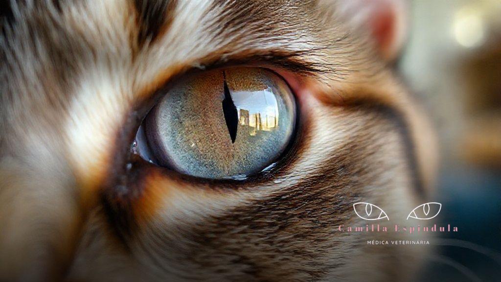 Doenças oculares felinas relacionadas ao lacrimejamento excessivo