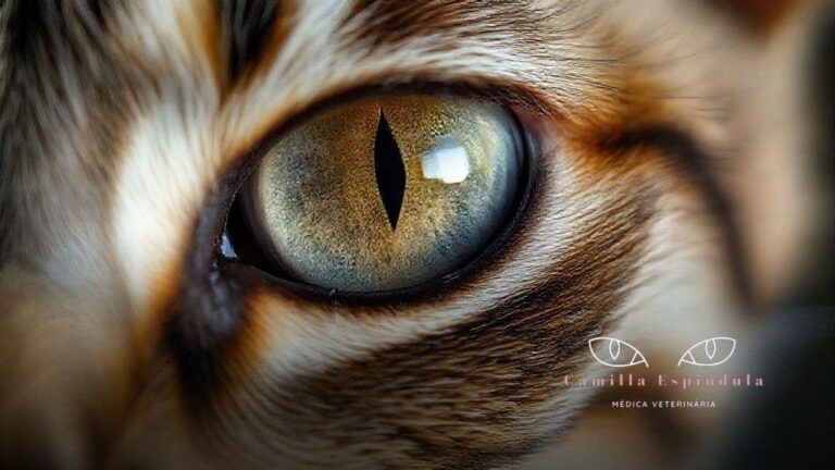 Pupila dilatada gato: causas surpreendentes e quando se preocupar
