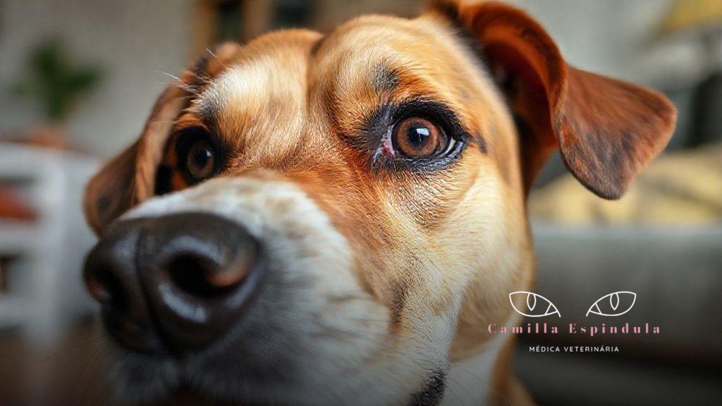 Doenças oculares comuns em cães atendidos em Saquarema