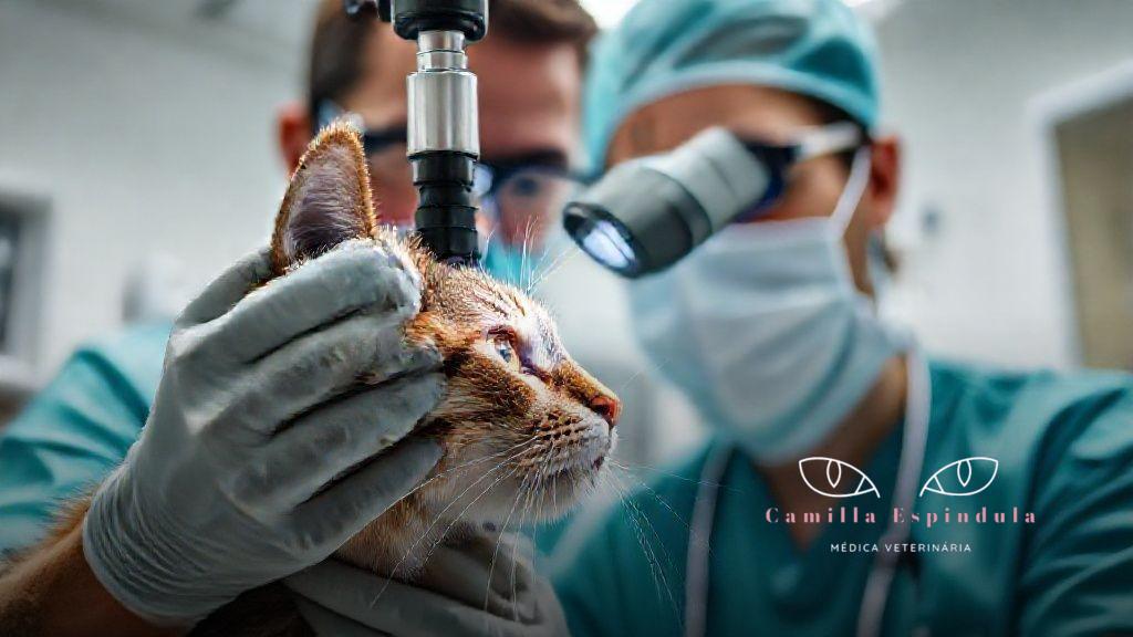 Conclusão e próximos passos para a saúde ocular do seu gato